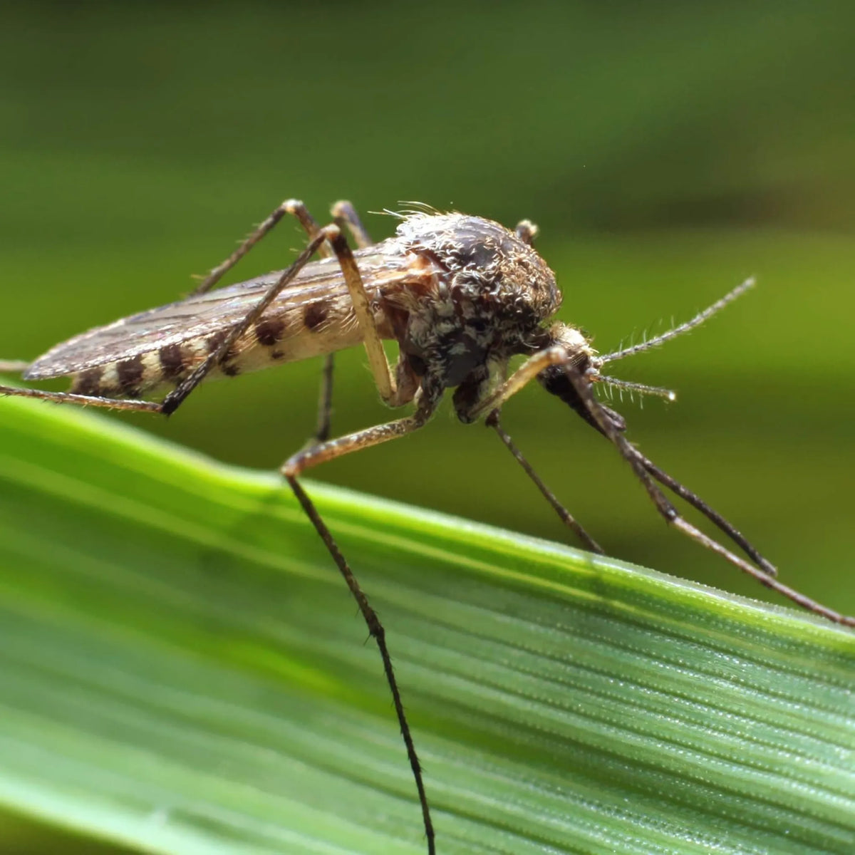 Insecticida Antimosquitos para Exteriores Bayer 500ml