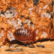 Vaporeta Cimex Eradicator Anti Chinches e Insectos - Polti - Remi Hogar