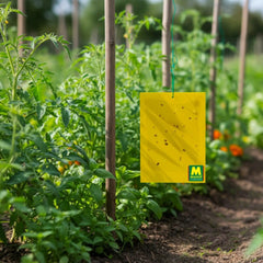 Trampas adhesivas de doble cara sin insecticidas ni biocidas 10 unidades Preben Jardín