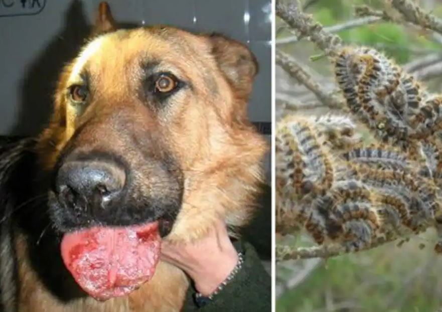 La Oruga Procesionaria y cómo Combatirla – Remihogar