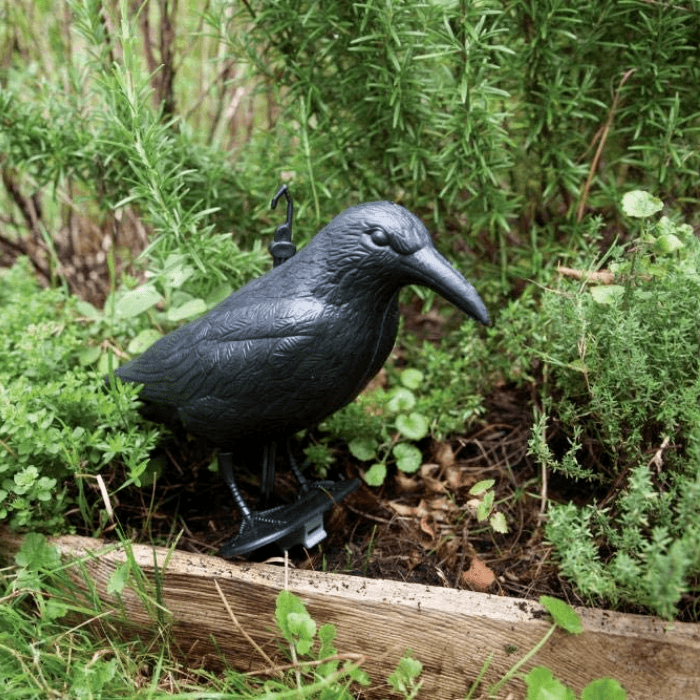 Cuervo Espantapájaros - Remi Hogar